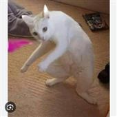 Bả