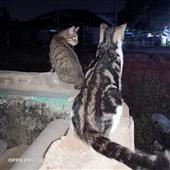 Sự