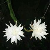 Tổ