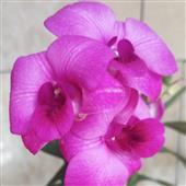 Tr