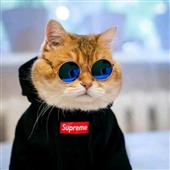 Ch