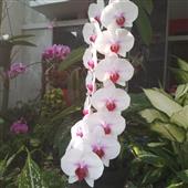 Cỏ