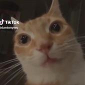 Sò