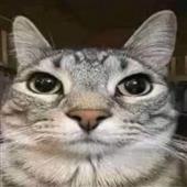 Gi