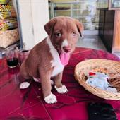 Tỷ