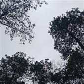 Nh
