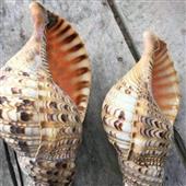 Kè