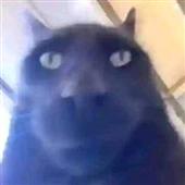 Zu