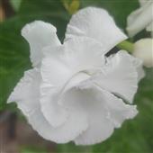 Kè