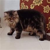 Tr
