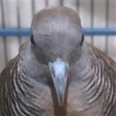 Ba