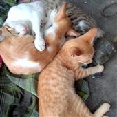 NỮ