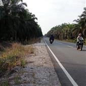 Cổ