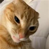 Sh