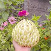 สั