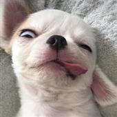 Bả