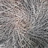 An
