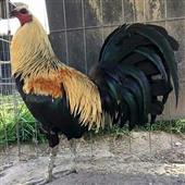Đạ