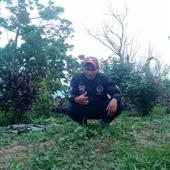 HL