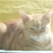 Mr
