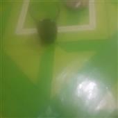 Mứ