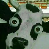 Ga