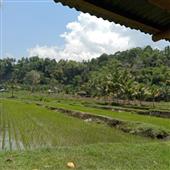 Tỷ