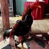 Kh