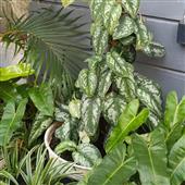Lị