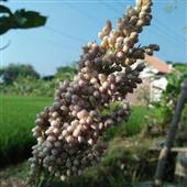 Lễ