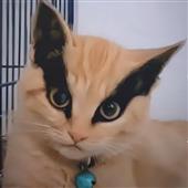 IP