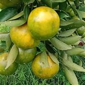 Sự