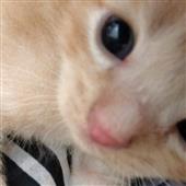 Lu