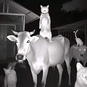 Bă