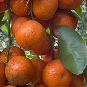 Đạ