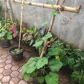 Bắ