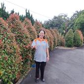 Tả