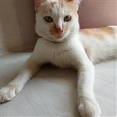 he