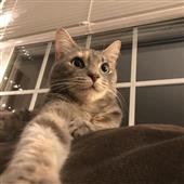 Cy