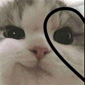 Gi
