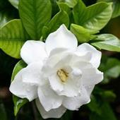 Vậ