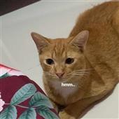 Du
