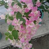 Li