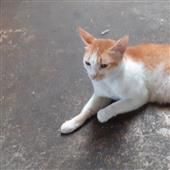 Vò