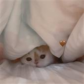 Bì