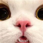 Ng