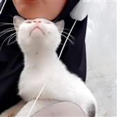 Bắ
