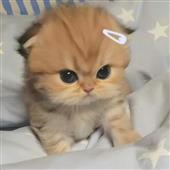 Xe