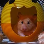 Cu