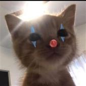 Bo